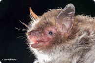 Wasserfledermaus c Kunz G